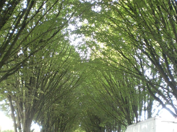 Photo taken by Andrea Lai, 2013. All rights reserved.